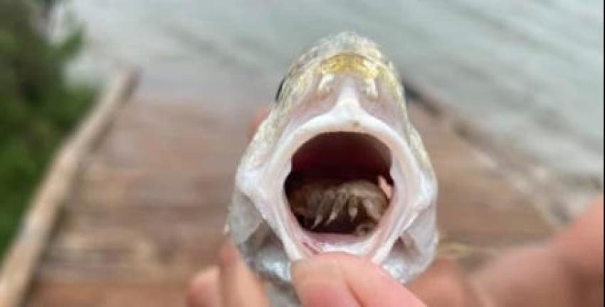EE.UU: Capturan pez que en vez de lengua tenía un parásito vivo