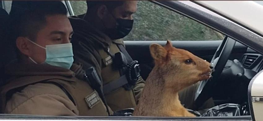 Triste final: Pudú rescatada tras resultar herida por ataque de perros finalmente murió