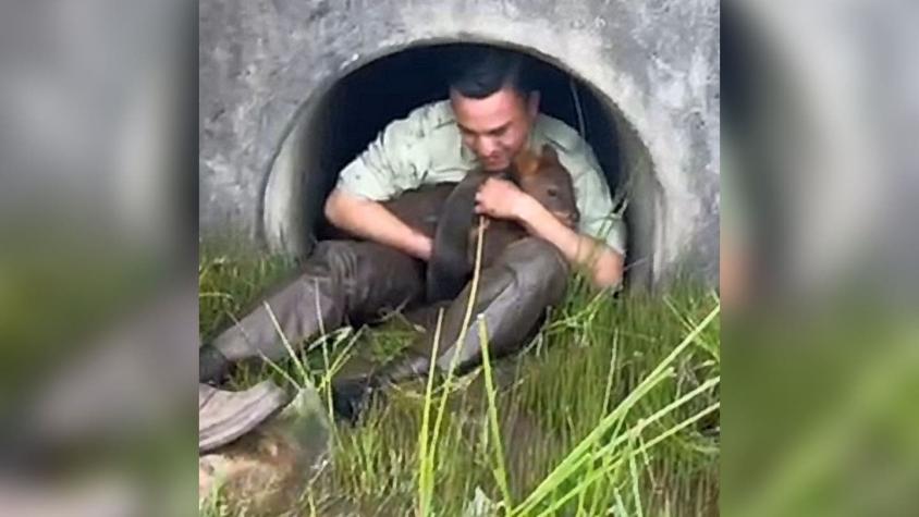 Carabineros rescatan a pudú atrapado en alcantarilla de la Ruta 5 en Puerto Montt