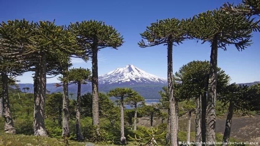 El cambio climático haría desaparecer el 43,6% de la vegetación nativa de Chile