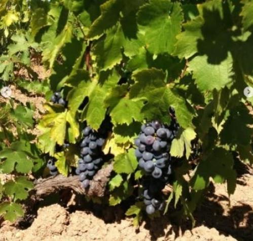 De Itata al mundo: Cerca de la Plaza Roja de Moscú se probaron ocho vinos de Ñuble