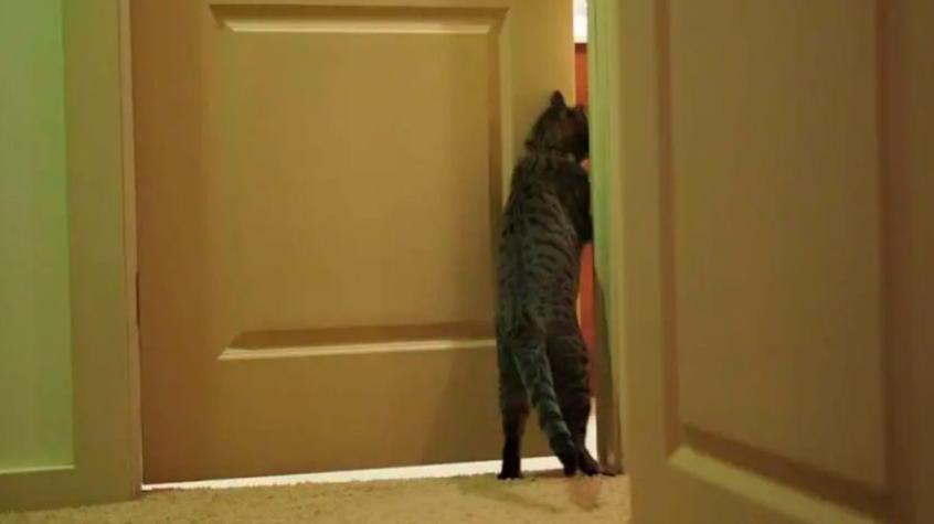 VIDEO: Se quedaron fuera del departamento y su gato les abrió la puerta