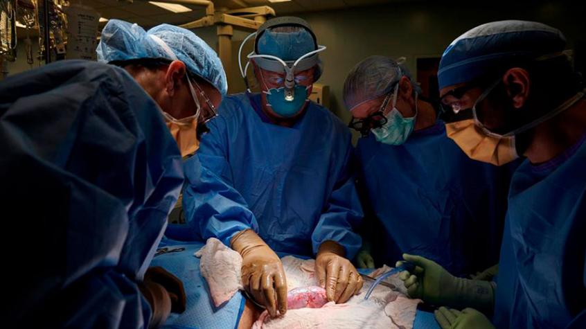 Realizan con éxito el primer trasplante de riñón de cerdo en una paciente humana