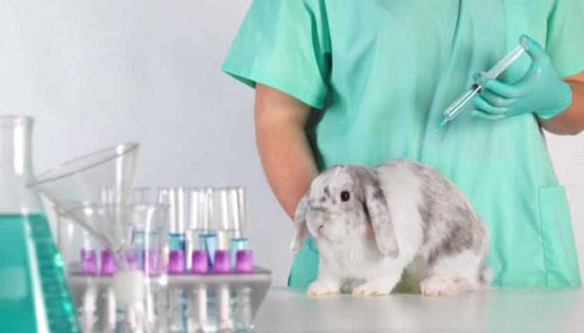 Comisión de Salud aprueba prohibir experimentación de animales para uso cosmético