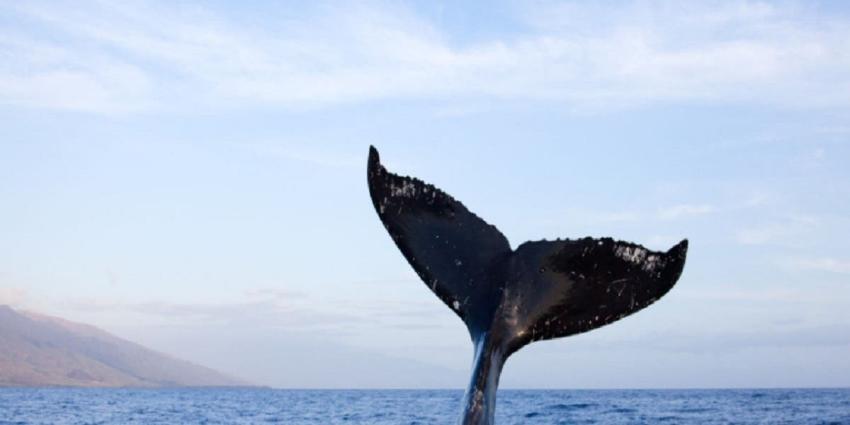 Una ballena de 19 metros encalla en el norte de Francia