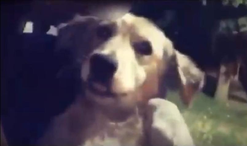 Tres jóvenes se grabaron dándole fernet a un perro: video generó indignacion en redes sociales