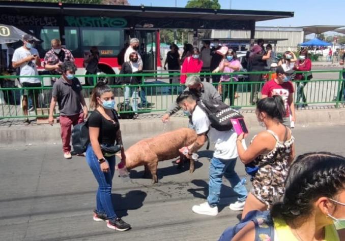 Cerdos se escaparon de un camión e irrumpieron en plena Plaza de Maipú