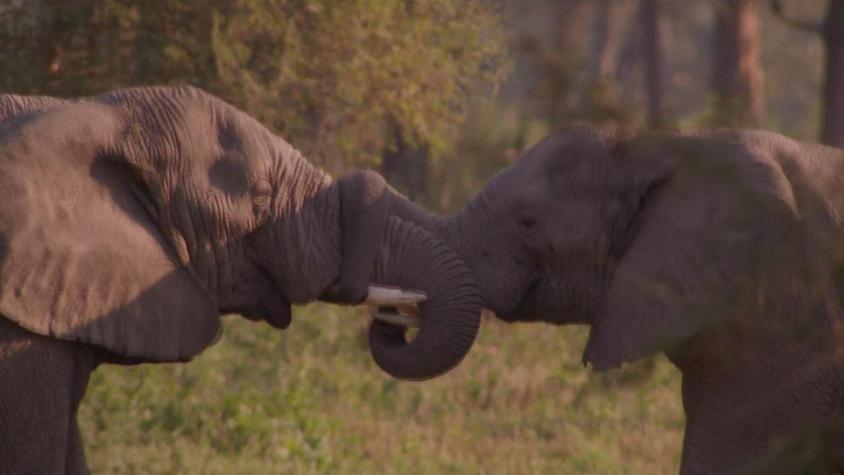 [VIDEO] Debido a la caza fugitiva: Más elefantes están naciendo sin colmillos para sobrevivir