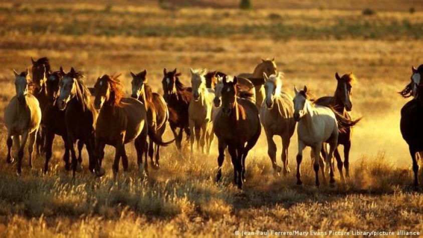 Australia planea sacrificar más de 10.000 caballos salvajes: Científicos dicen que no es suficiente