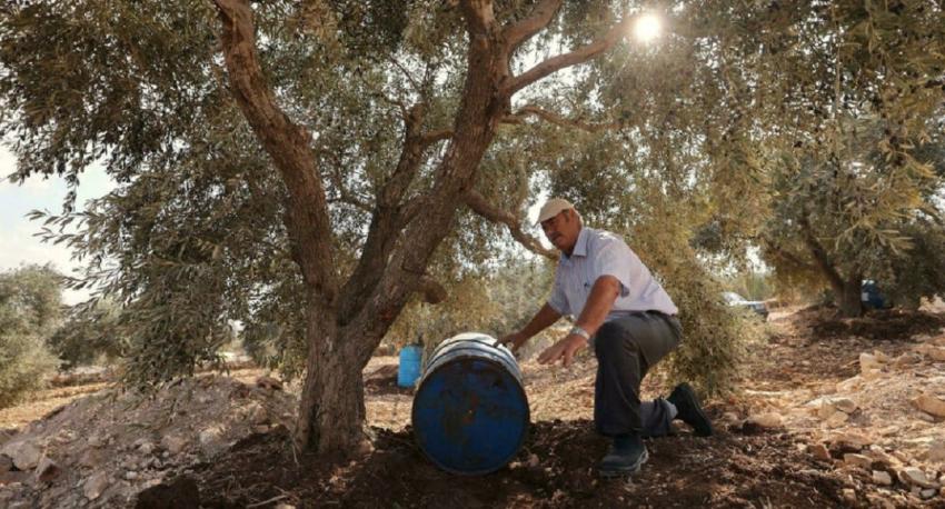 Crisis climática, gran enemiga de oleicultores tanto palestinos como israelíes