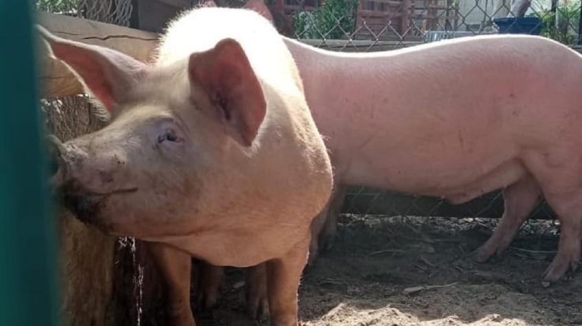 Cerdos rescatados en Maipú serán trasladados a refugio para animales