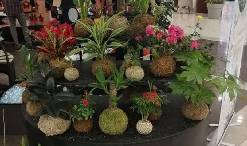[VIDEO] Jardines Carelhue: Emprendedora ofrece plantas con la técnica japonesa de las kokedamas
