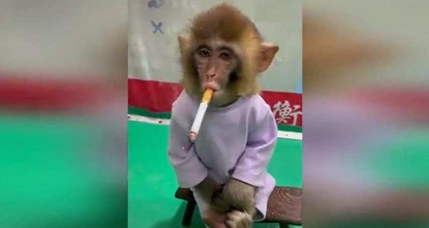 Graban a mono fumando cigarro en zoológico chino y genera indignación en redes sociales