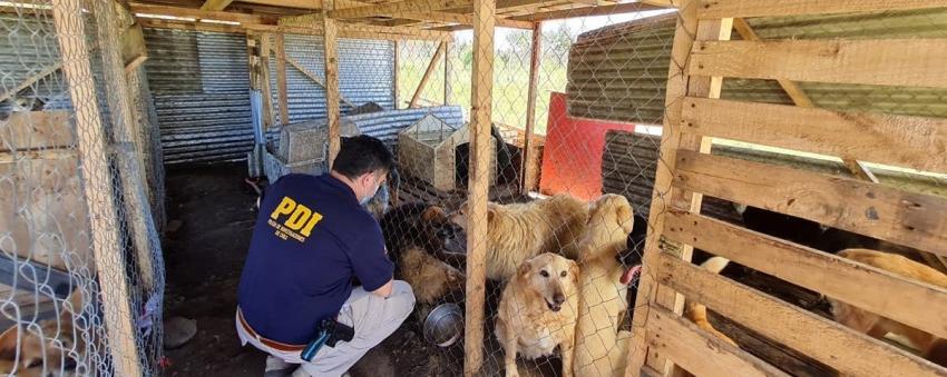 Mujer fue detenida por maltrato animal en Maullín: Tenía 21 perros en malas condiciones en su casa