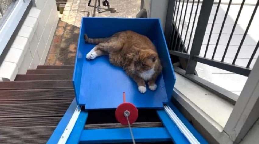 Youtuber construyó ascensor para su gato de 19 años y el resultado causó furor en redes sociales