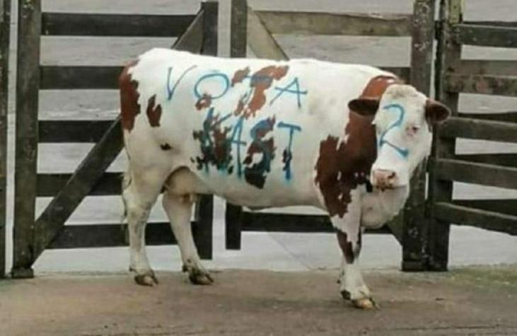 Vaca fue rayada con "Vota Kast" en una subasta: diputada RD presentará denuncia por maltrato animal