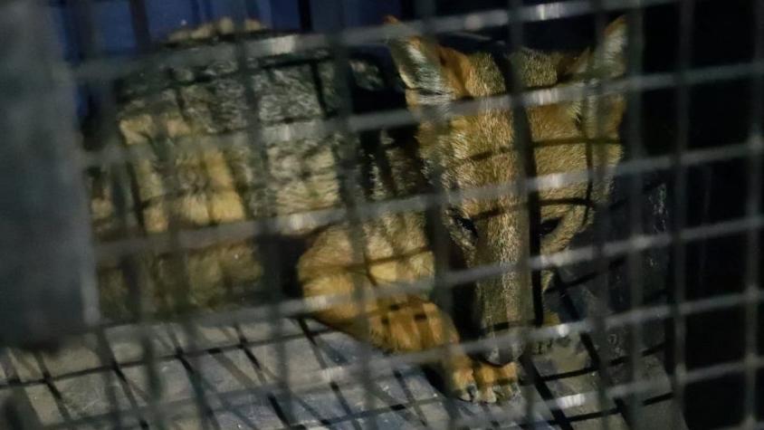 Parecía Husky: Familia peruana adoptó un perro y descubrió que era un zorro cuando se puso a cazar