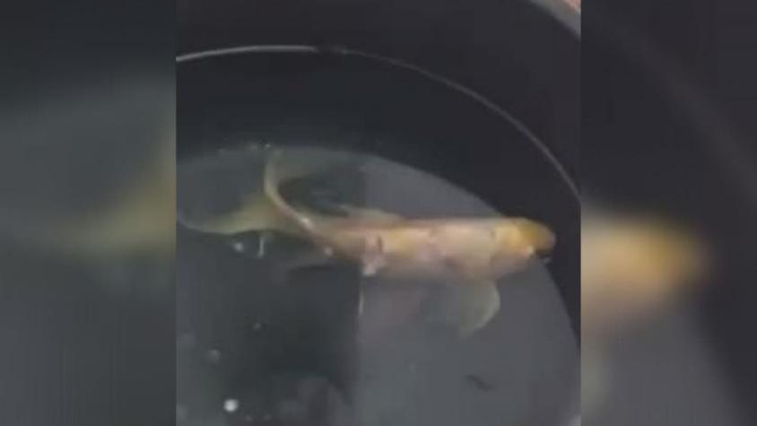 Vecina de Providencia salva a pez dorado que fue robado por sus gatos: tuvo que ponerlo en una olla