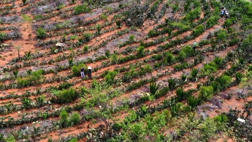 Medio ambiente: los agricultores en Brasil que convirtieron un desierto en un bosque