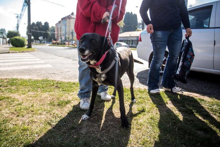 Picazón, alergias e irritación cutánea: las consecuencias de las altas temperaturas en las mascotas