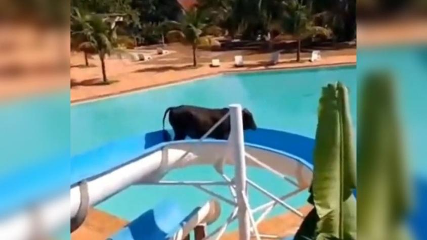 [VIDEO] Vaca escapa de un matadero y termina atascada en el tobogán de un parque de piscinas