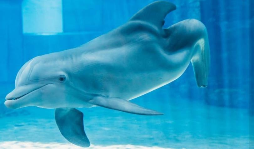 Murió Winter, la delfín que usaba una prótesis para nadar y era un símbolo de la rehabilitación