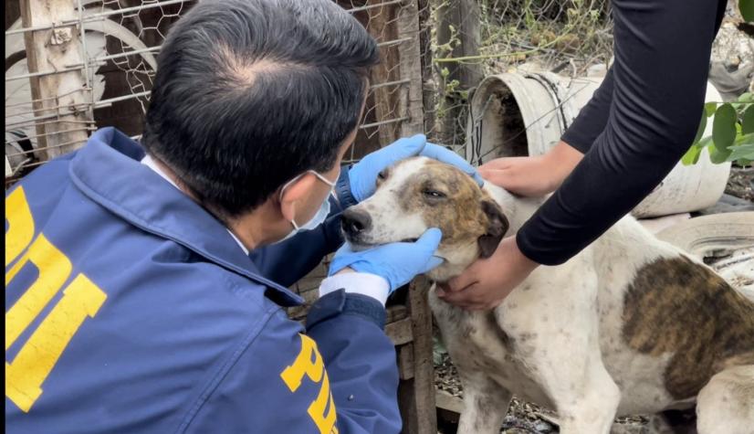 PDI rescata a más de 20 perros maltratados en Mostazal