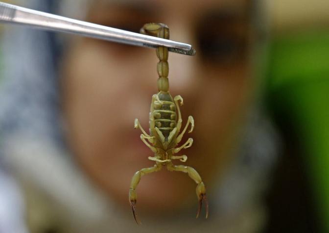 Plaga de escorpiones en Egipto deja tres muertos y cientos de heridos