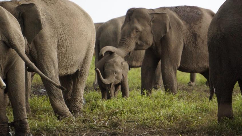 Muere cría de elefante tras perder su trompa al caer en una trampa de cazadores furtivos