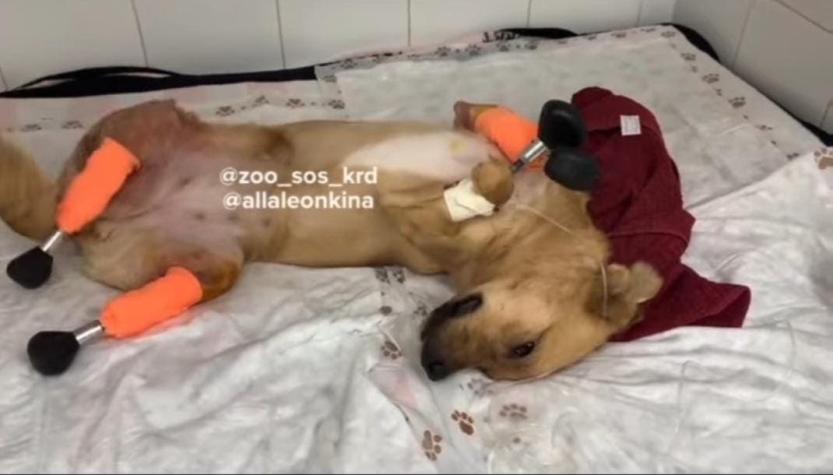 [VIDEO] Veterinarios implantan por primera vez cuatro patas biónicas a un perro