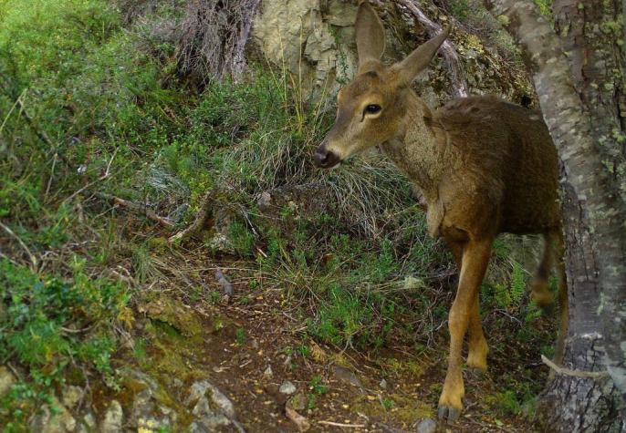 Hombres roban ciervos de un complejo ecológico en Argentina para hacer un asado