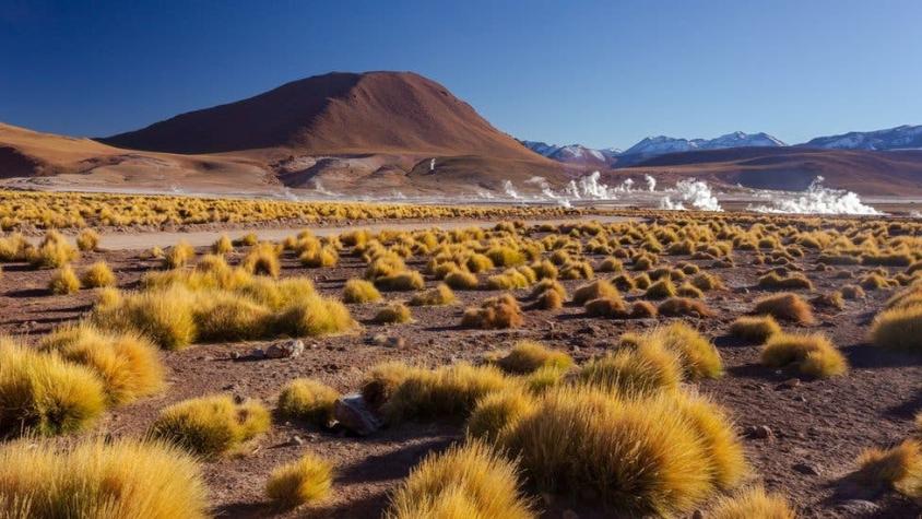 Cómo es la "mina de oro genética" que hace posible la vida en el desierto de Atacama