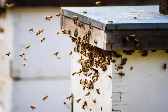 Trasladan gran enjambre de abejas en Carahue: Estaba junto a una escuela