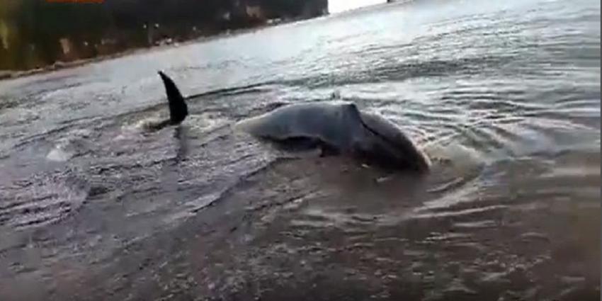 Ballena de cerca de 7 metros varó en playa de la caleta Lenga en Hualpén