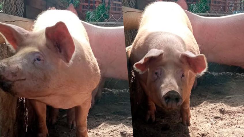 Los cerdos rescatados en Maipú serán trasladados a un refugio para animales