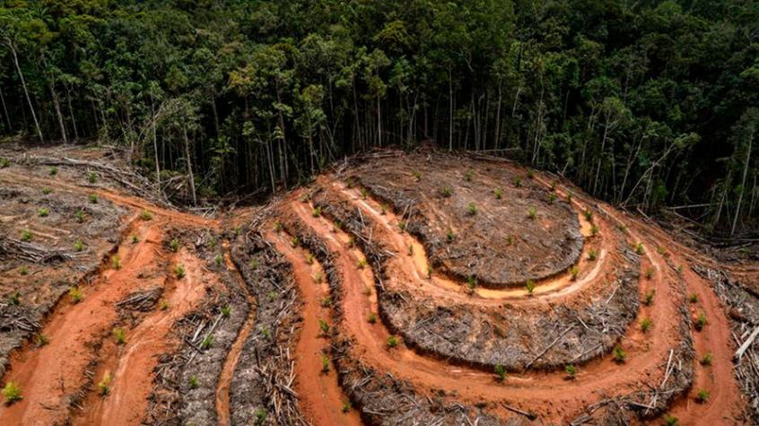COP26: Líderes mundiales se comprometen a detener la deforestación para 2030