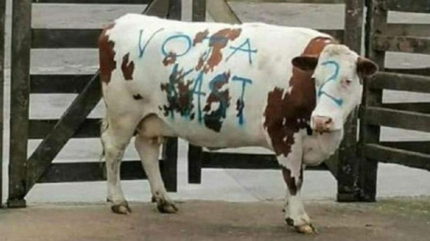 Diputada denunciará por maltrato animal el caso de la vaca rayada con “Vota Kast”