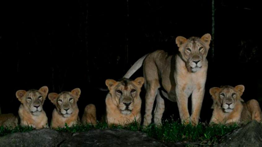 Cuatro leones de Safari de Singapur dan positivo por COVID-19