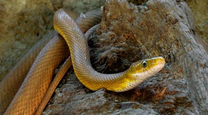 [VIDEO] Serpiente muerde en la cara a una cantante en grabación de videoclip