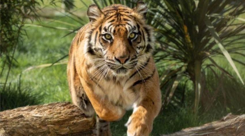 Matan a tigre que mordió el brazo de un trabajador en un zoológico de EEUU