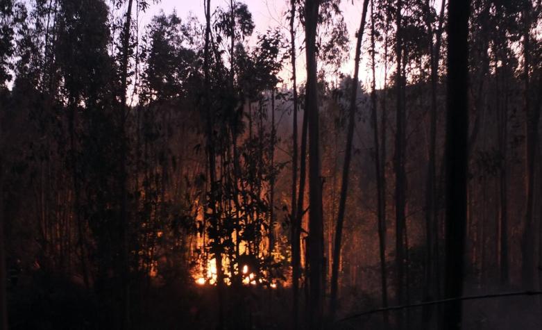 Declaran Alerta Roja por incendio forestal en las comunas de Los Sauces y Angol
