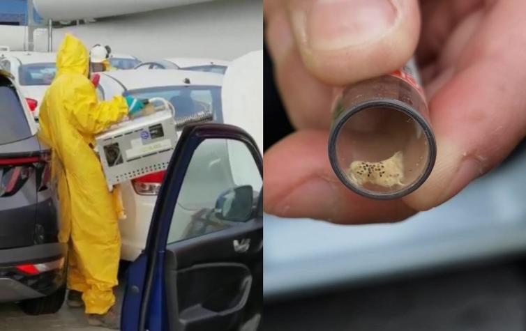 Detectan plaga de "alta peligrosidad" en vehículos nuevos que llegaron a Chile