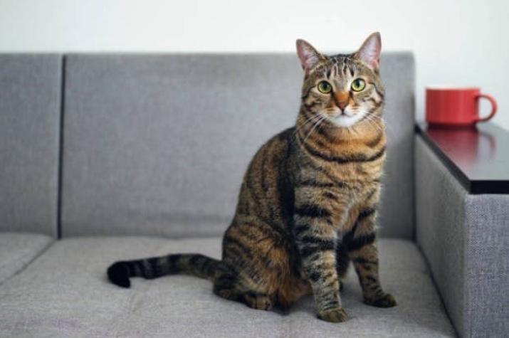 Descubren centenar de gatos muertos en casa de un jubilado en Francia
