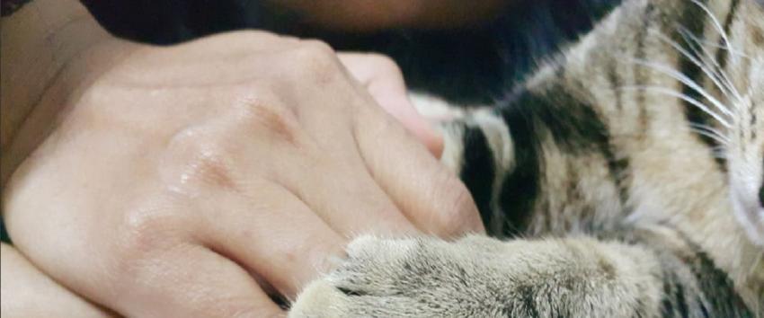 Turista adopta a gato callejero en México y se lo lleva a su casa en Estados Unidos