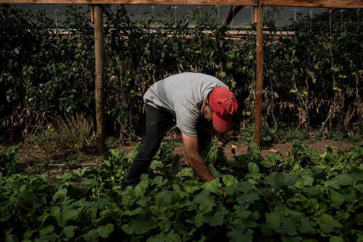 Hasta 37 grados: emiten alerta agrometeorológica por altas temperaturas en zona centro y sur