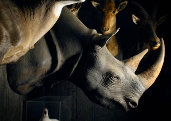 Pena récord en Vietnam para traficante de cuernos de rinoceronte