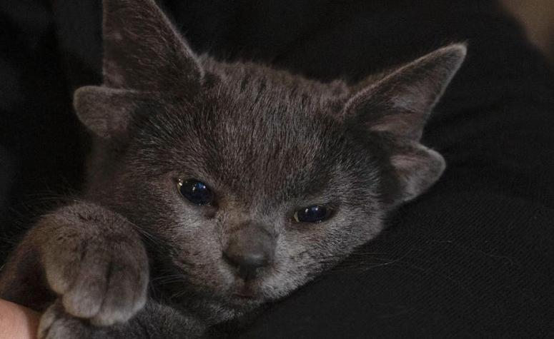La adorable gatita con cuatro orejas que la rompe en Instagram