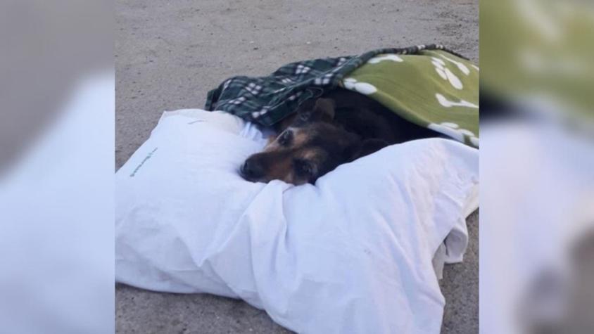 La historia del hombre que llevó a su perrita con enfermedad terminal a un último paseo por la playa