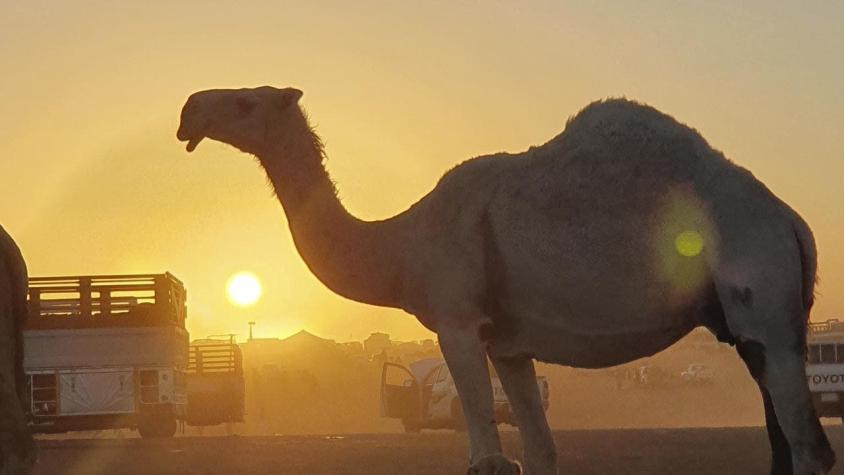 Arabia Saudita: Excluyen a camellos de un concurso de belleza por tener bótox inyectado