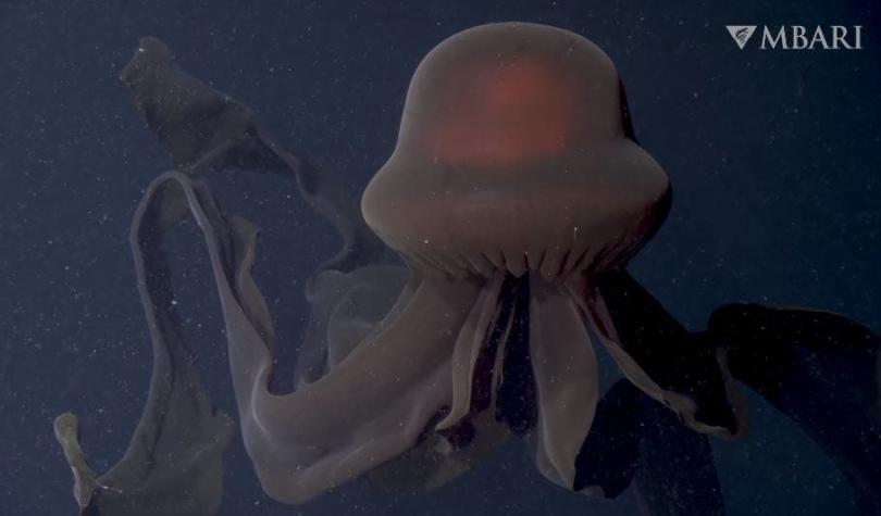 [VIDEO] Científicos graban una medusa gigante fantasma pocas veces vista